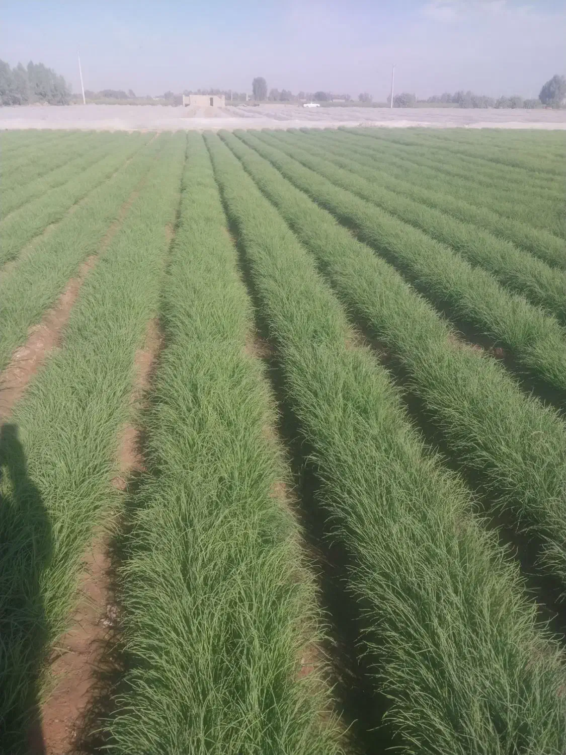 فروش نهال پیاز مینروا|خدمات باغبانی و درختکاری|رودبار (کرمان), |دیوار