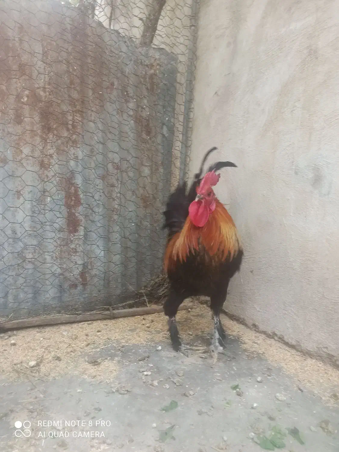 خروس محلی جوان دیلگونی پاپر|حیوانات مزرعه|دهدشت, |دیوار