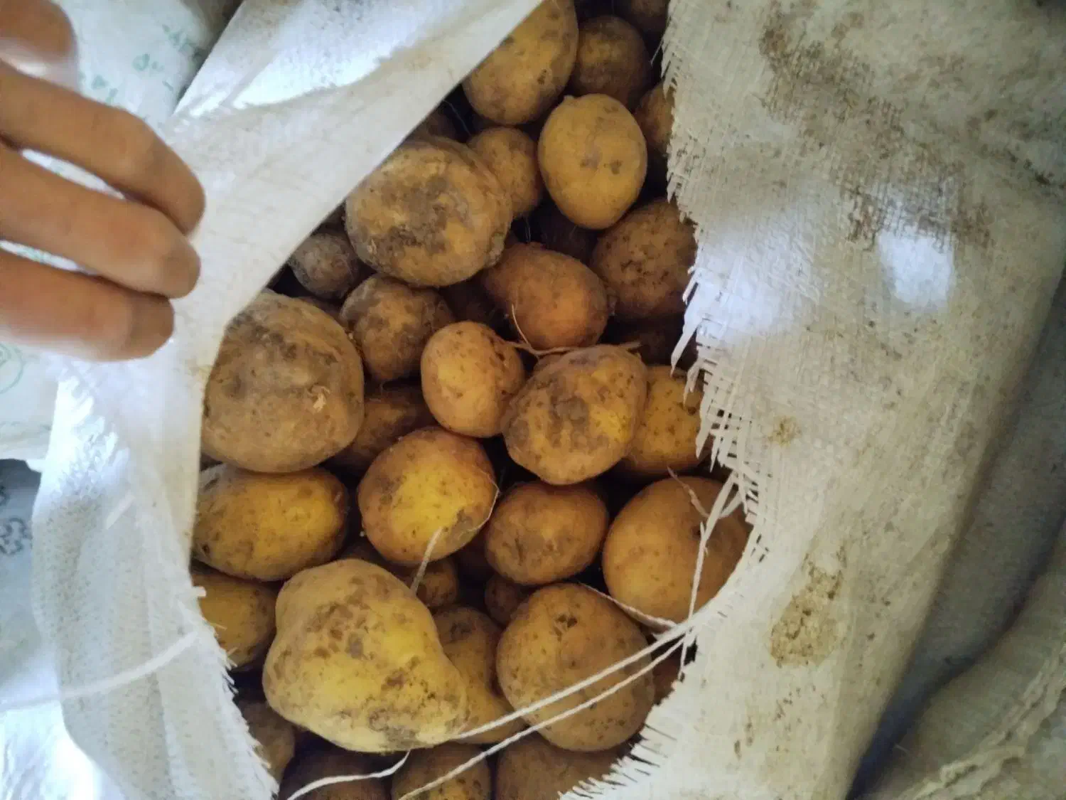 سیب زمینی|خوردنی و آشامیدنی|دهگلان, |دیوار