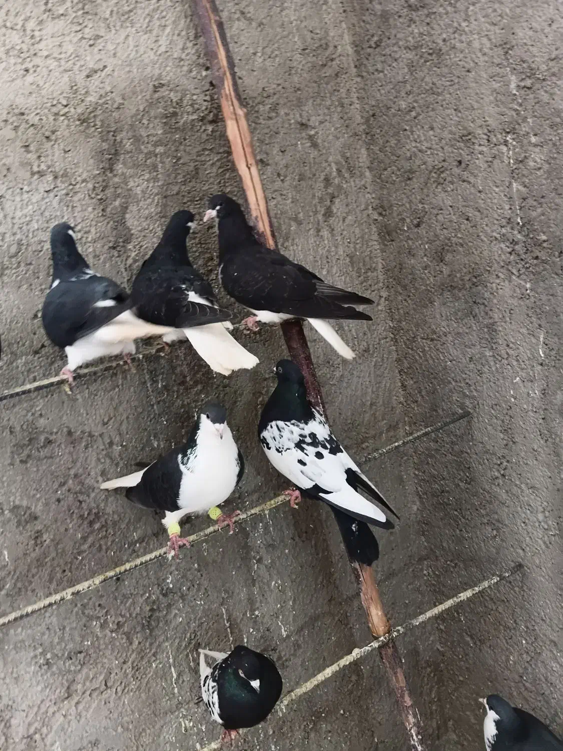 کبوتر رنگی|پرنده|قیدار, |دیوار