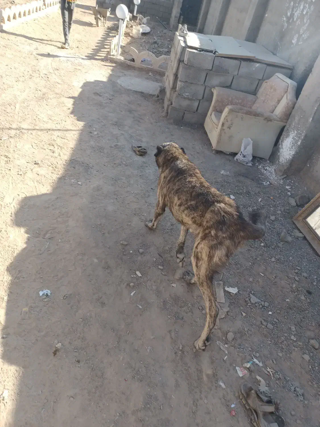 سگ گلی|سگ|قائن, |دیوار