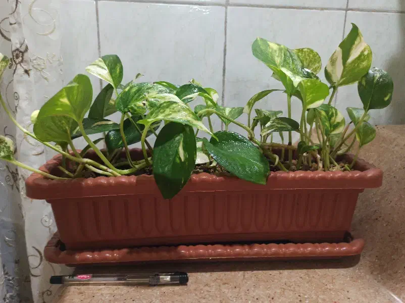 گل پتوس ابلق ( زعفرانی )|گل و گیاه طبیعی|بندر ماهشهر, |دیوار