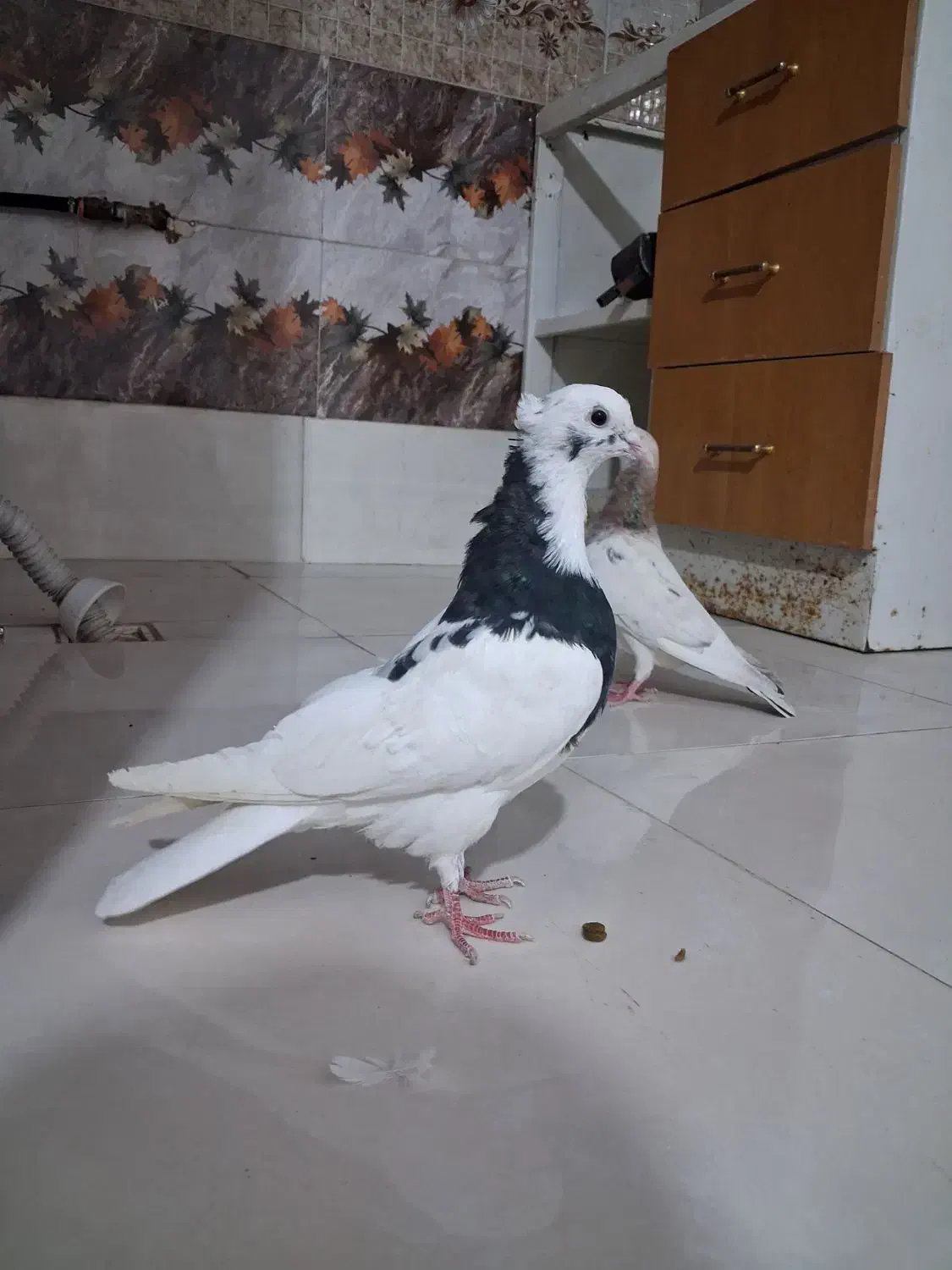 کبوتر|پرنده|اردبیل, |دیوار