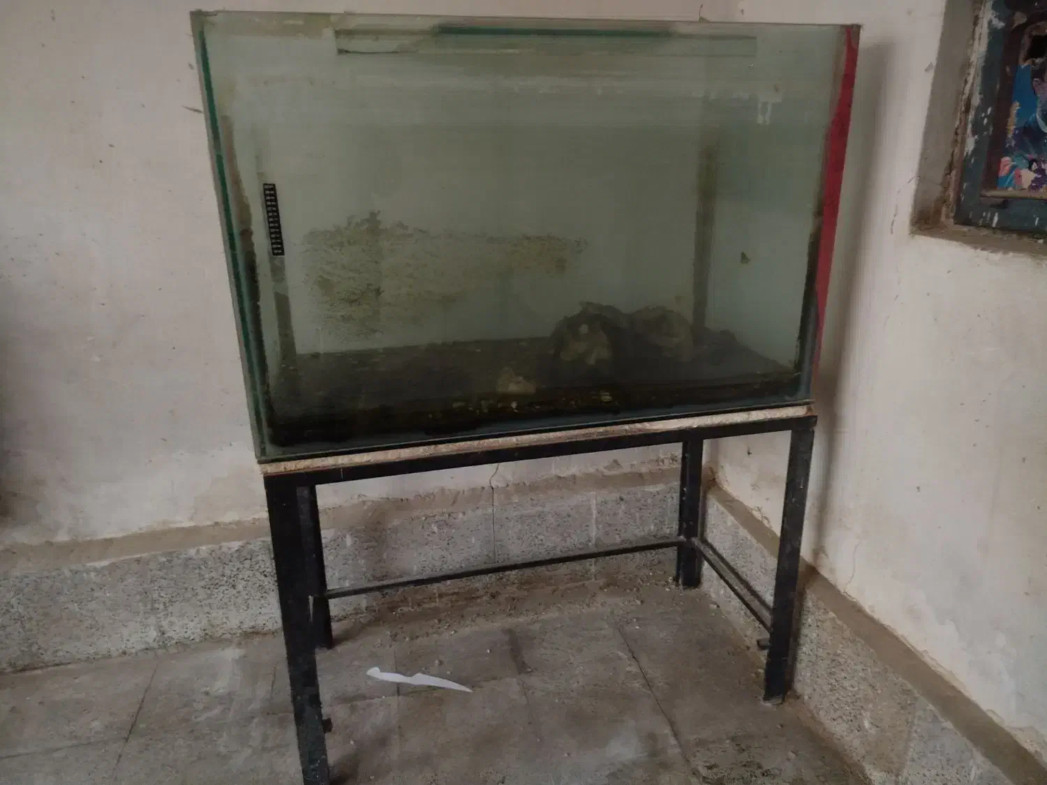 آکواریوم|ماهی|نقده, |دیوار