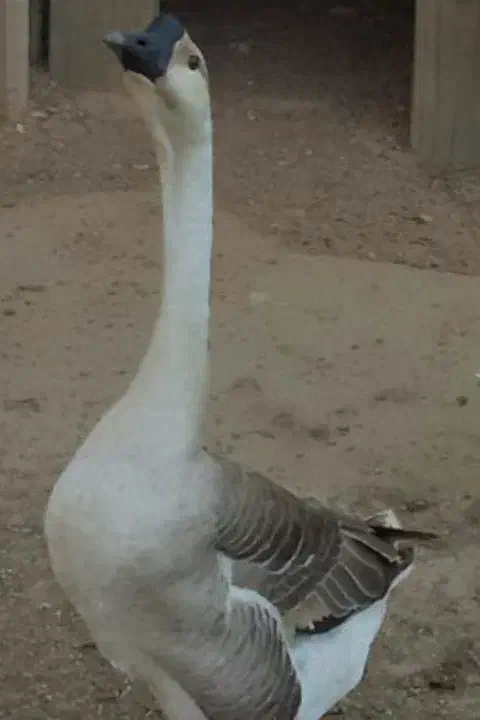 قوغاز|حیوانات مزرعه|مشگین شهر, |دیوار