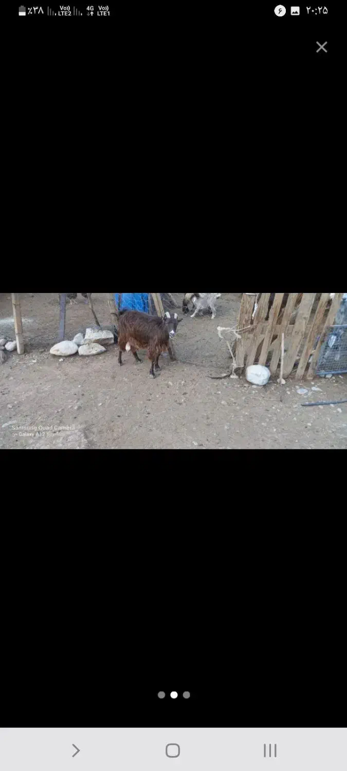 بز چپر|حیوانات مزرعه|بیرانوند, |دیوار