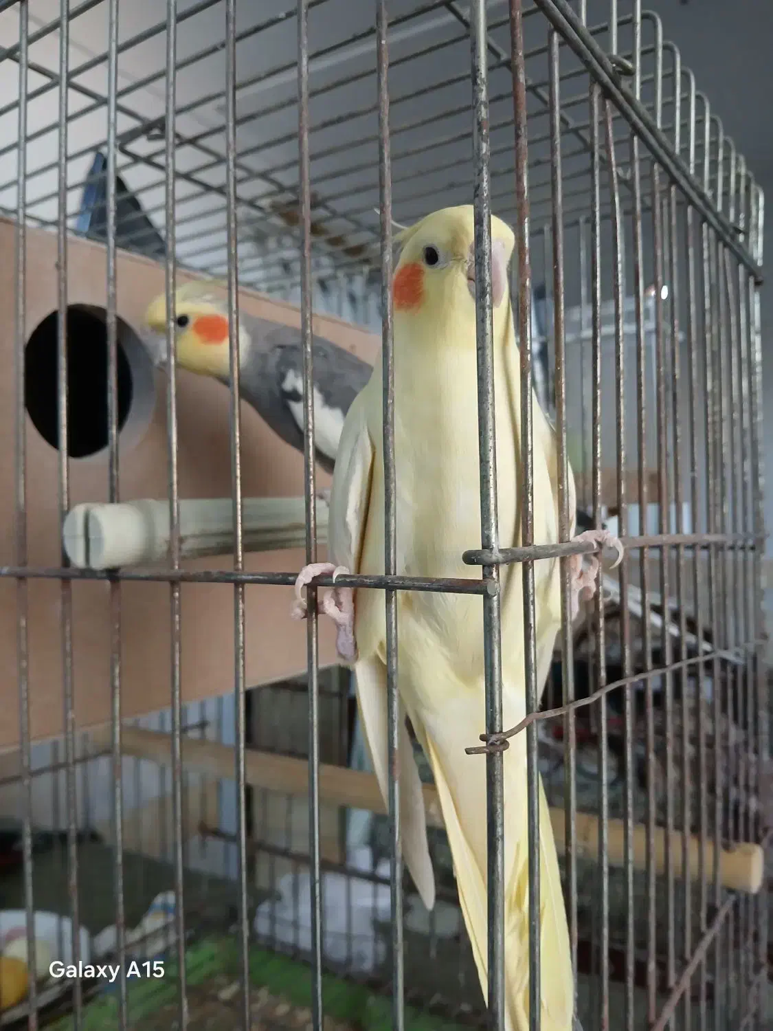 یک جفت عاروس هلندی|پرنده|اردکان, |دیوار