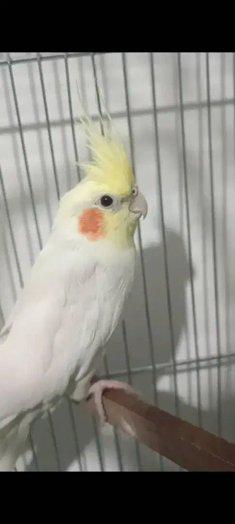 عروس هلندی|پرنده|بهمن صغاد, |دیوار