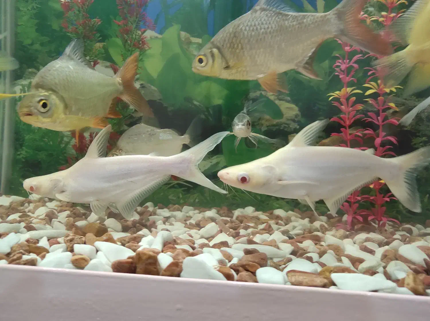 پنکوس سفید جفت|ماهی|اراک, |دیوار