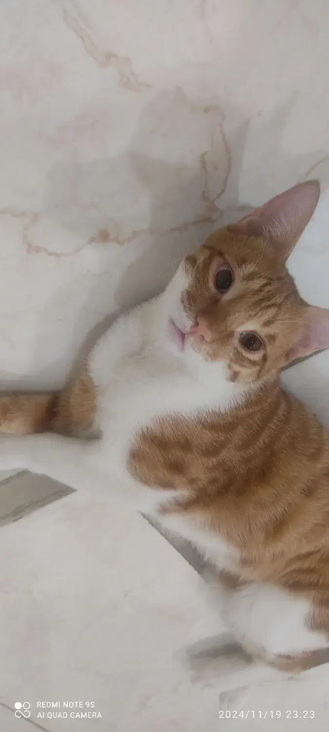 واگذاری گربه|گربه|قدس, شهر‌قدس|دیوار