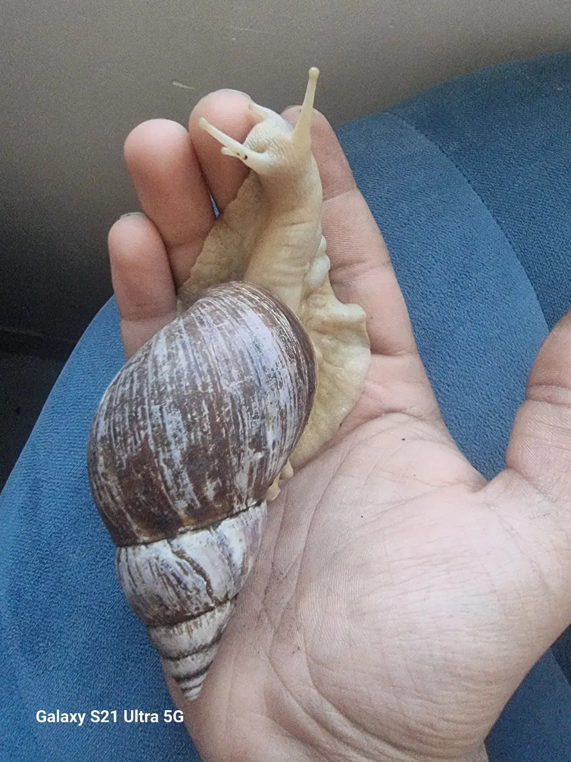 حللزون رایگان|خزنده|قم, پردیسان|دیوار