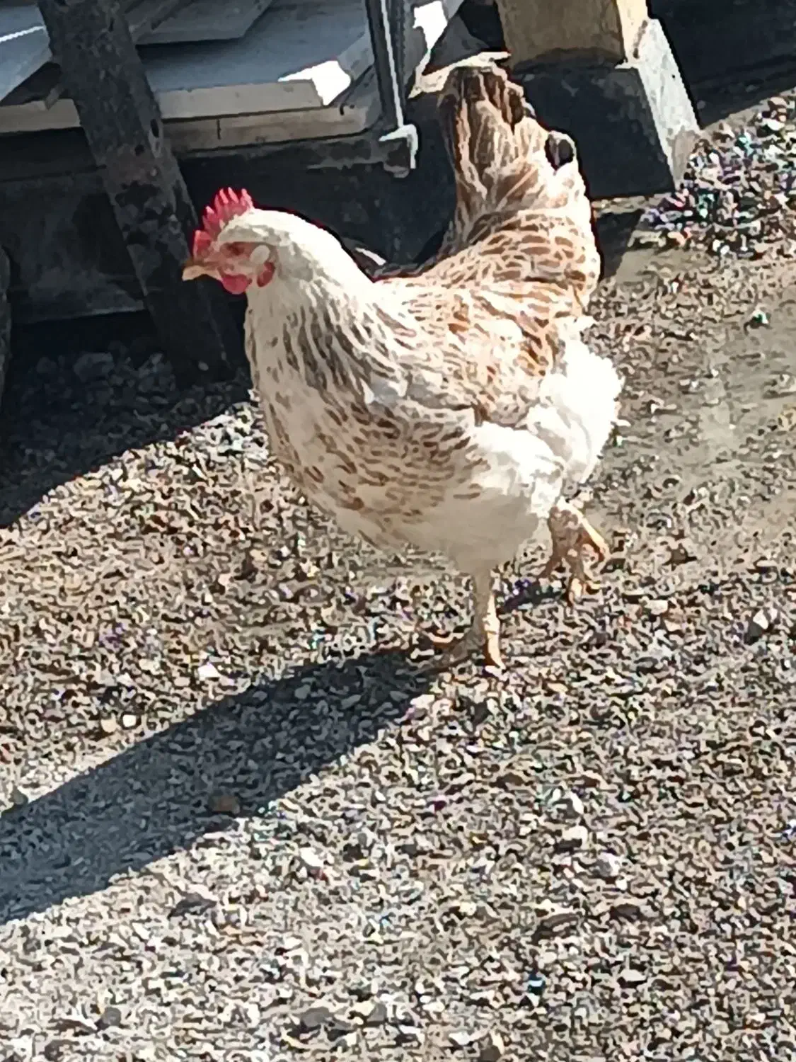 مرغ|حیوانات مزرعه|الشتر, |دیوار