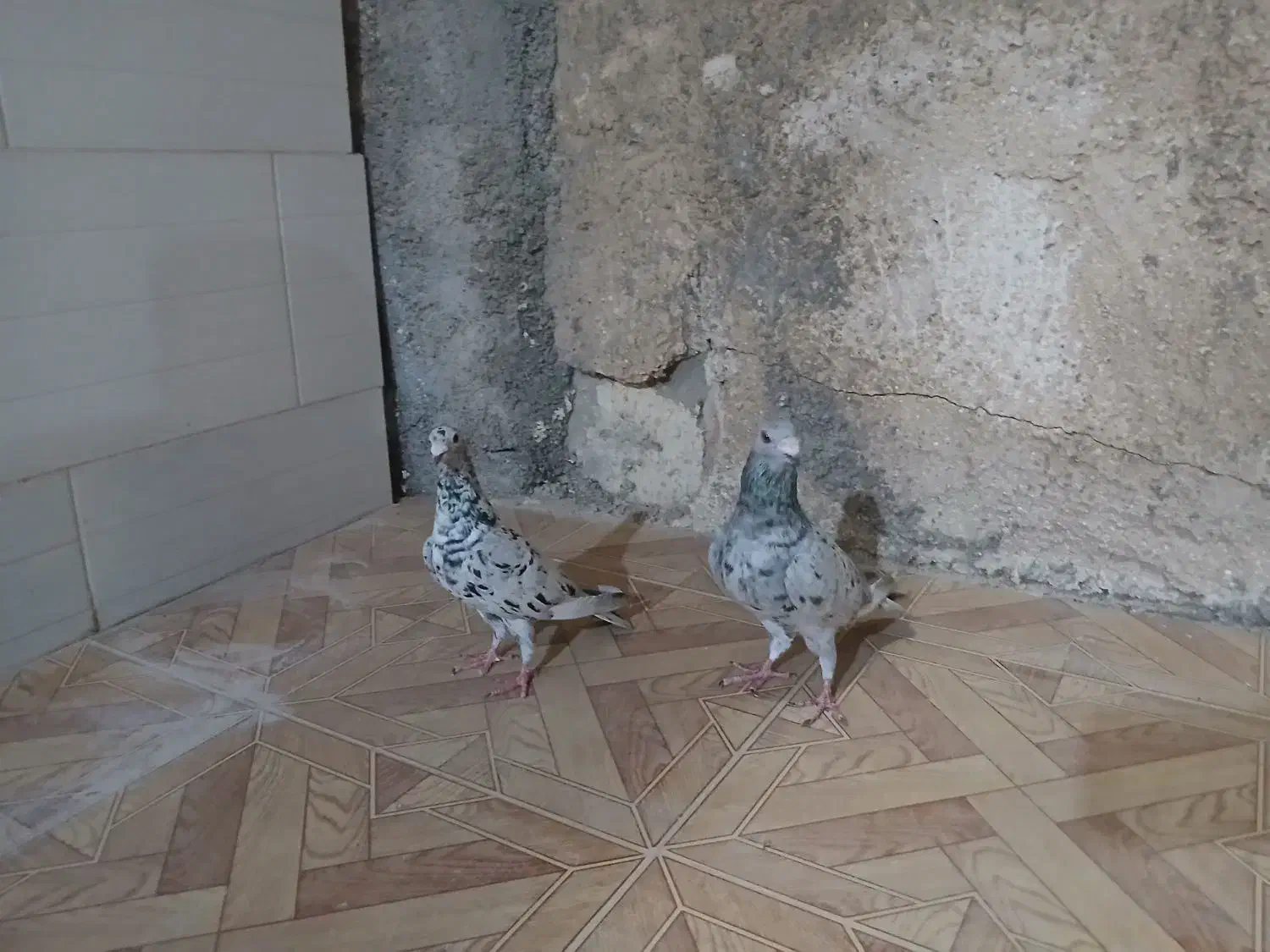 کبوتر|پرنده|آبپخش, |دیوار