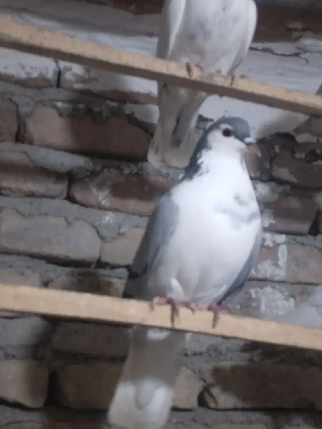 ساده سبز ماده عروسک|پرنده|خان ببین, |دیوار