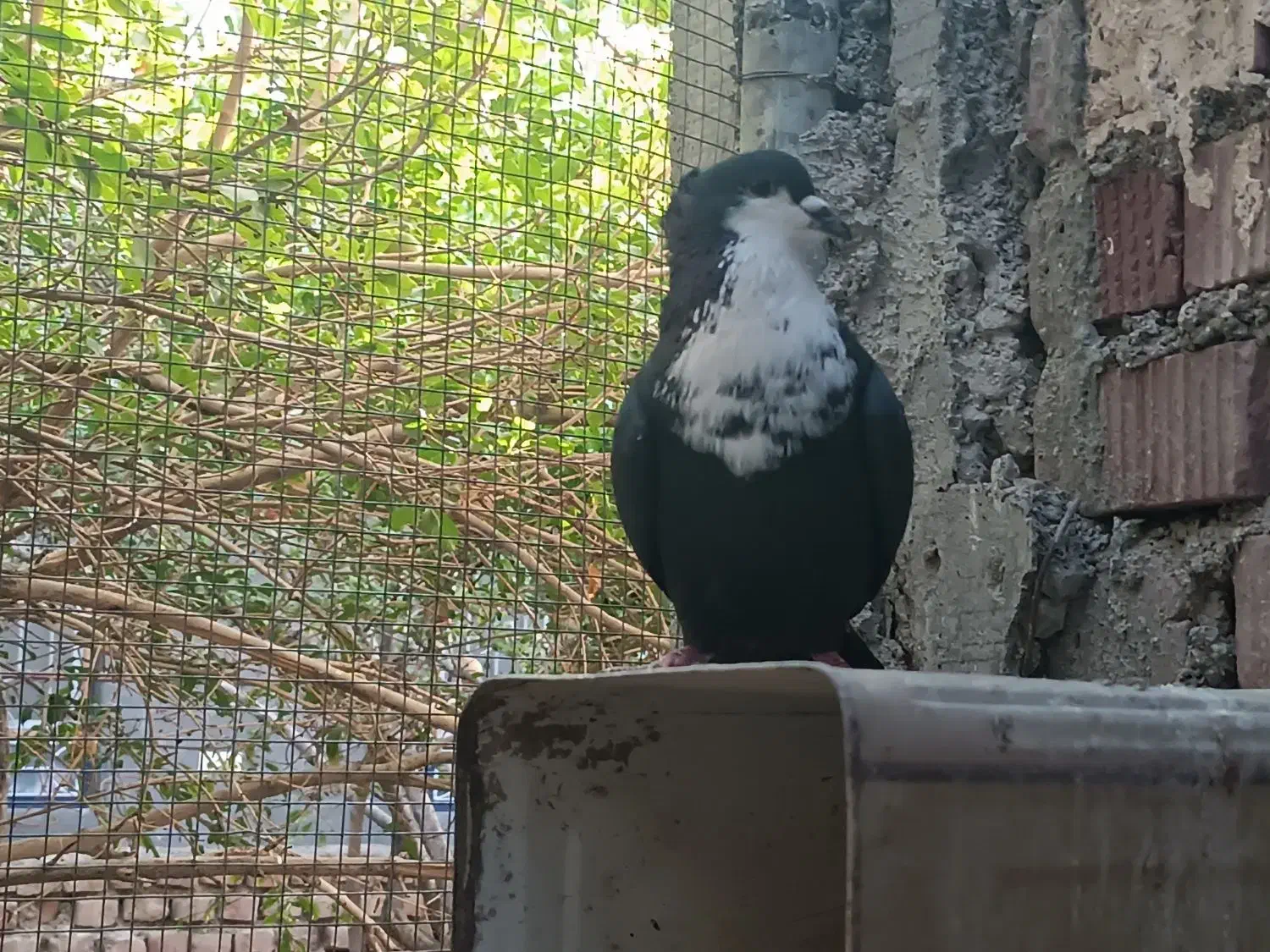 ریش سیاه|پرنده|نهبندان, |دیوار