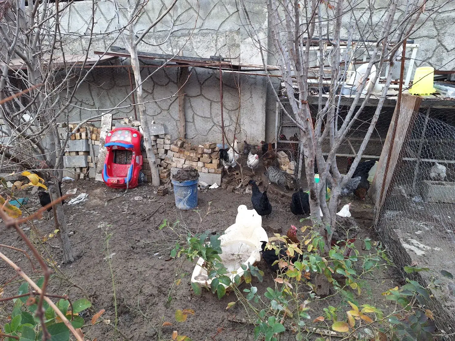 مرغ محلی|حیوانات مزرعه|چناران, |دیوار