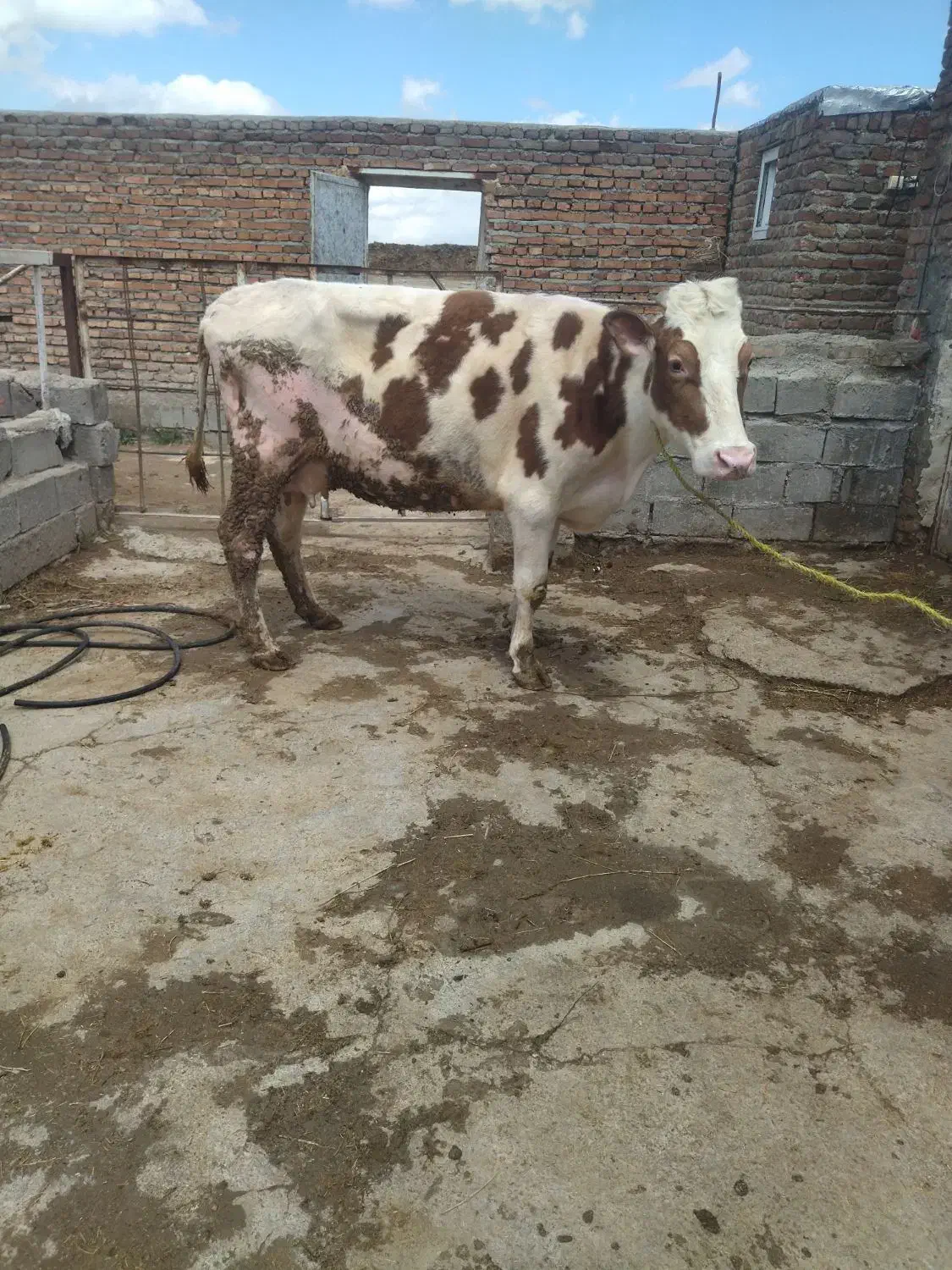 گاو|حیوانات مزرعه|میاندوآب, |دیوار