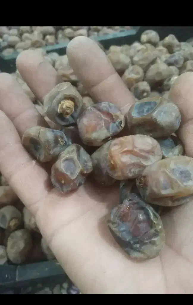 خرما برحی تمیز|عمده‌فروشی|چمران, |دیوار