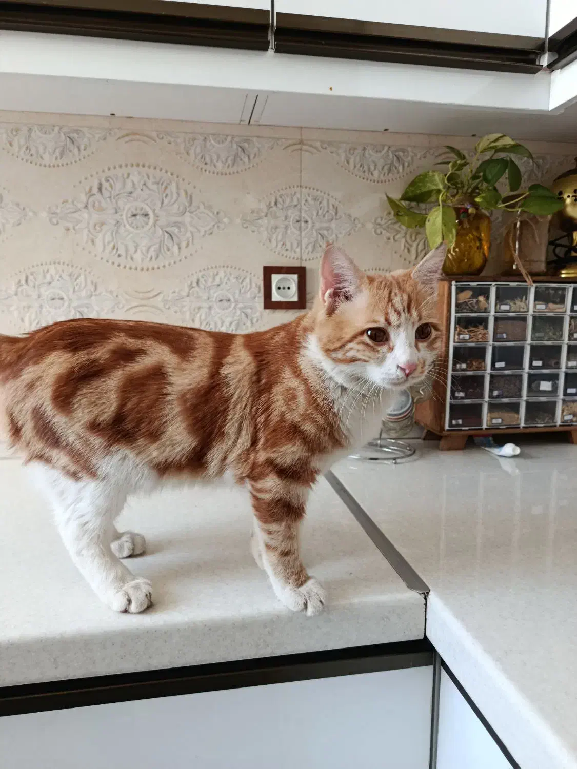 واگذاری پنجه|گربه|یزد, |دیوار