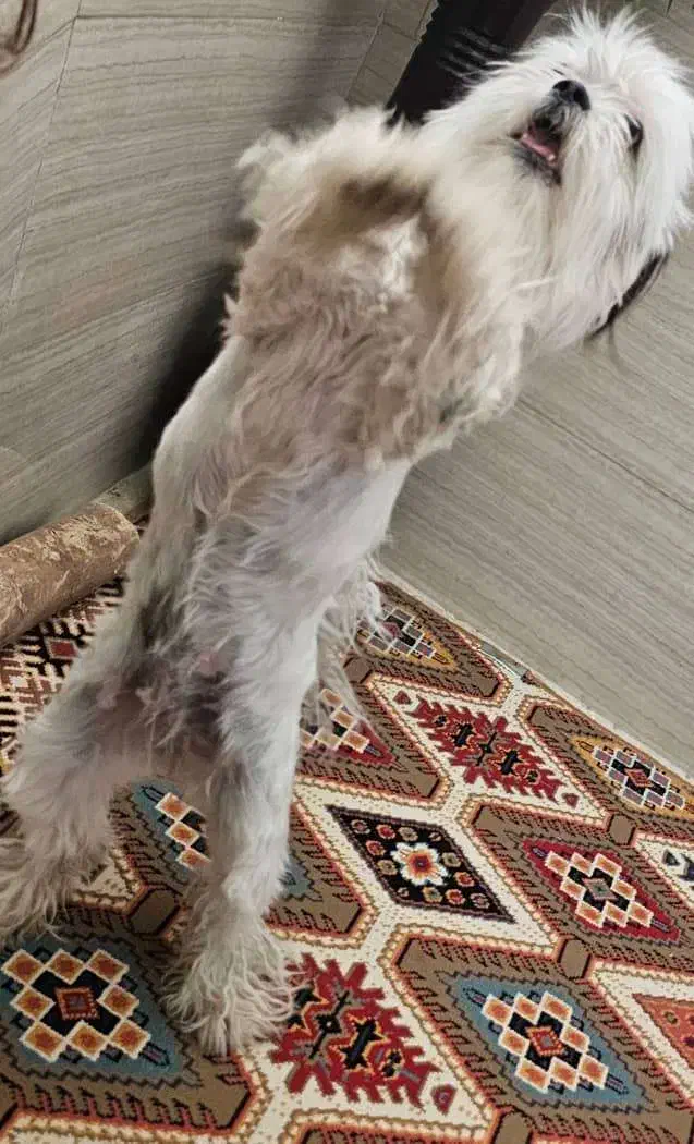 واگذاری سگ|سگ|لنجان, |دیوار