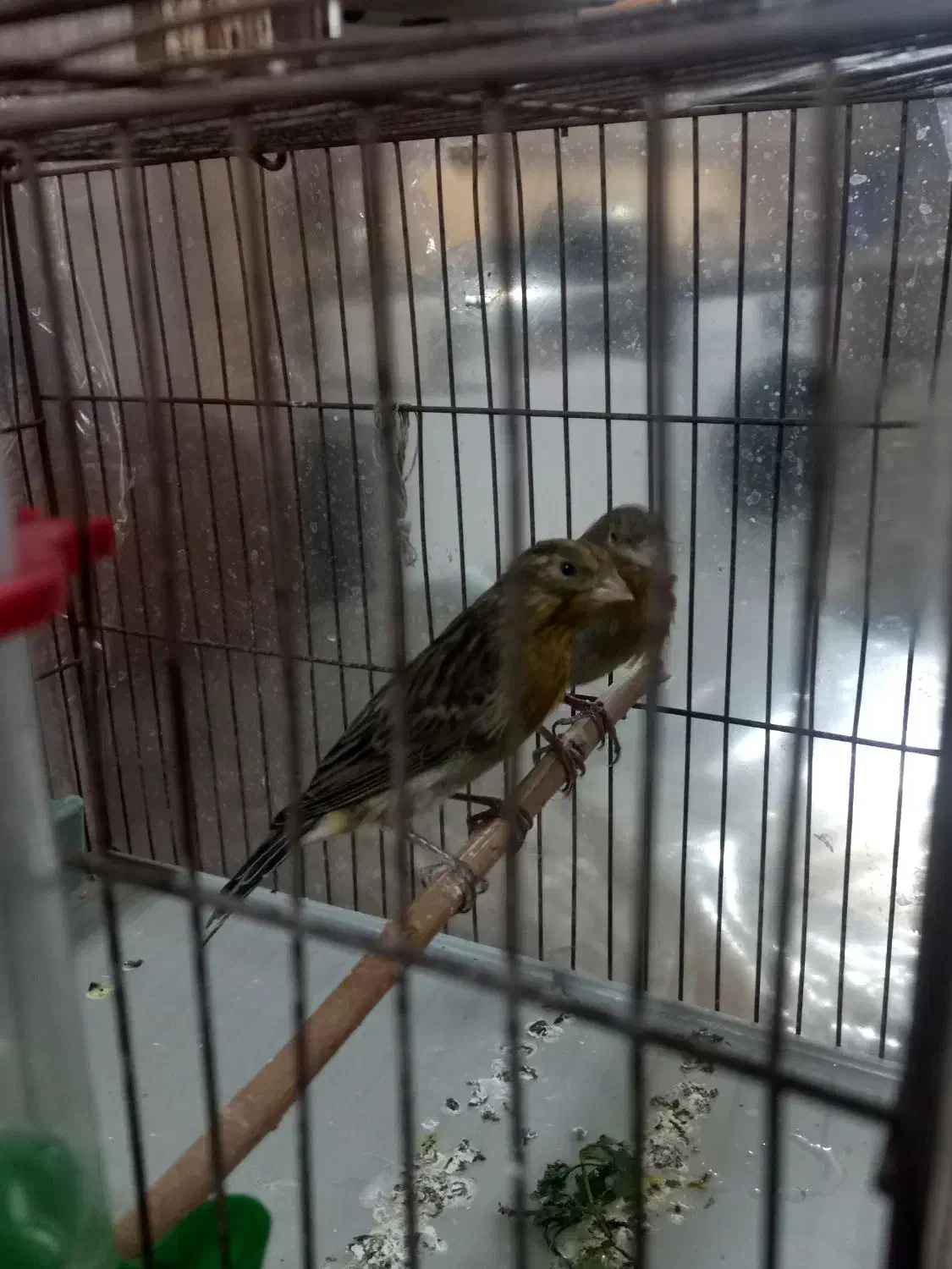 ۲تاقناری سرخ سوخته ماده|پرنده|اسلام‌شهر, شهرک مفیدی|دیوار