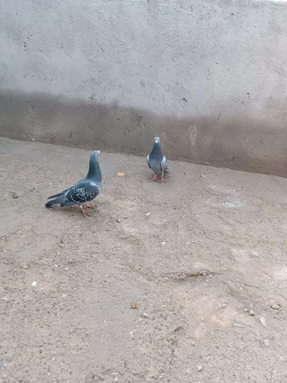 یک‌جفت‌کبوتر‌پلاکی‌|پرنده|بناب, |دیوار