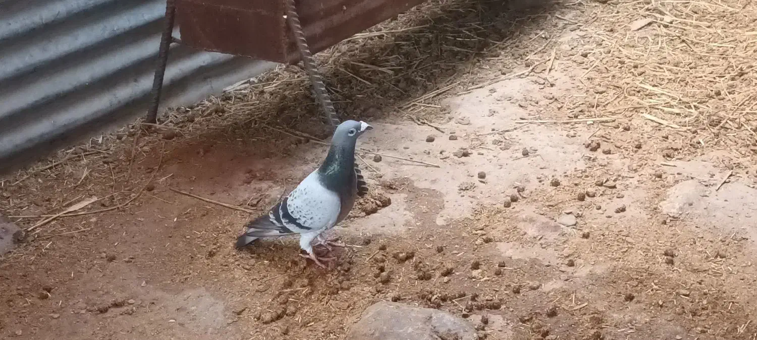 پلاکی|پرنده|آبدانان, |دیوار