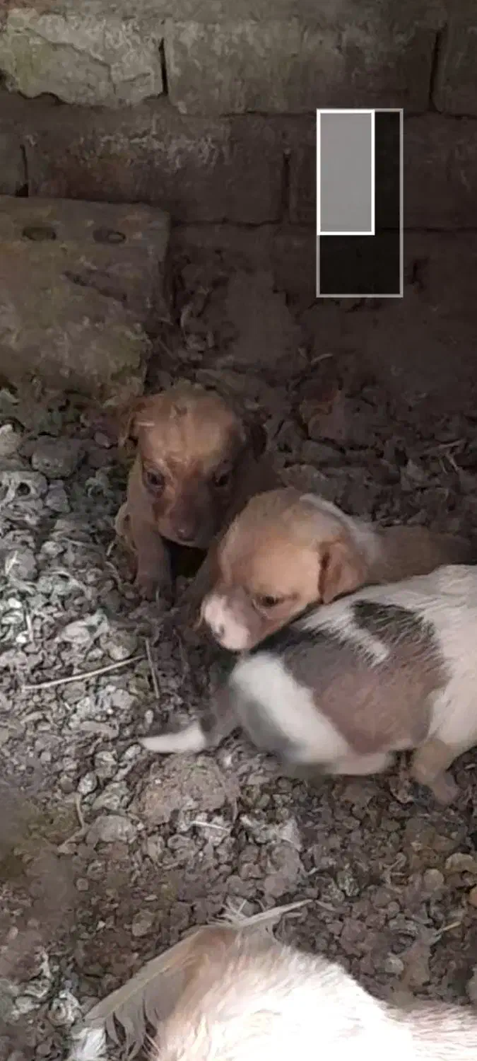 پاکوتاه خشگل|سگ|فیروزه, |دیوار