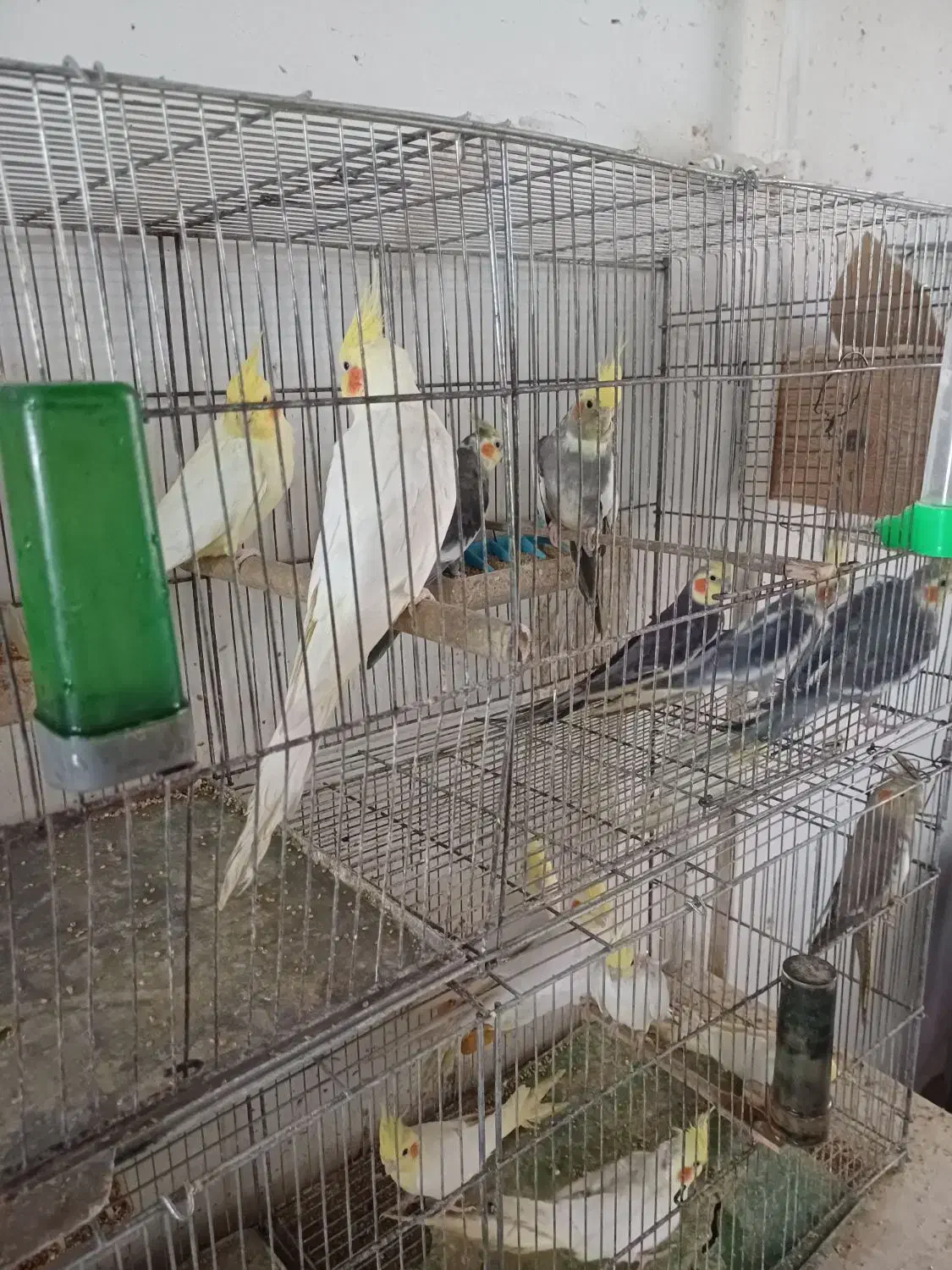 عروس هلندی جوجه وبالغ|پرنده|رشت, شهرک صبا|دیوار