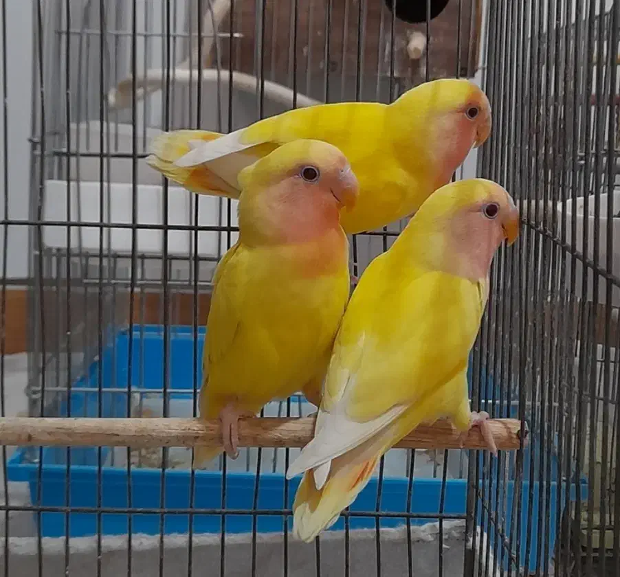 طوطی|پرنده|اصفهان, رکن الدوله شرقی|دیوار