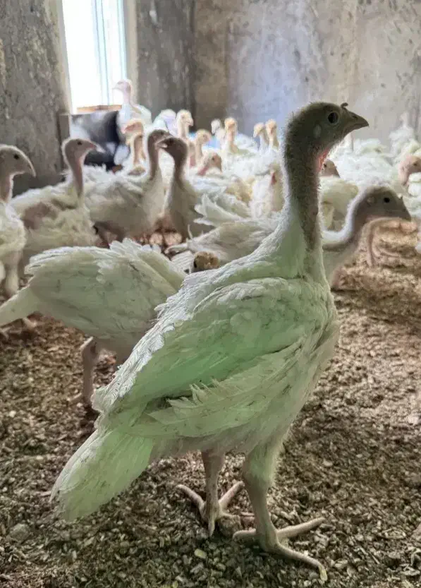 جوجه بوقلمون بیوتی فوق سنگین یک ماهه|حیوانات مزرعه|بانه, |دیوار