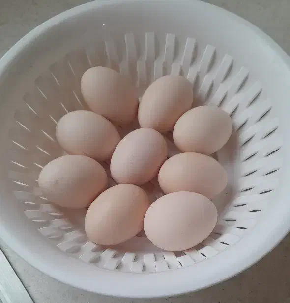 تخم مرغ ابریشمی|حیوانات مزرعه|بهارستان, |دیوار