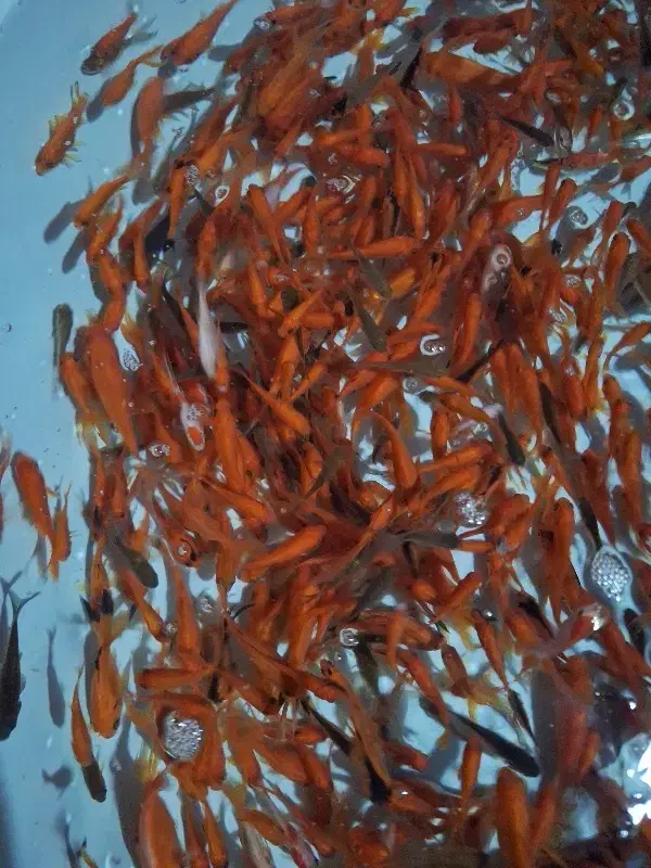 ماهی|ماهی|یزد, |دیوار