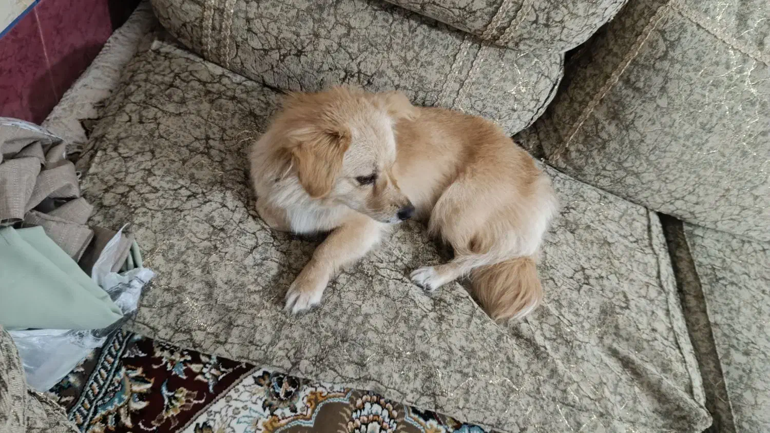 فروش سگ خانگی|سگ|لردگان, |دیوار