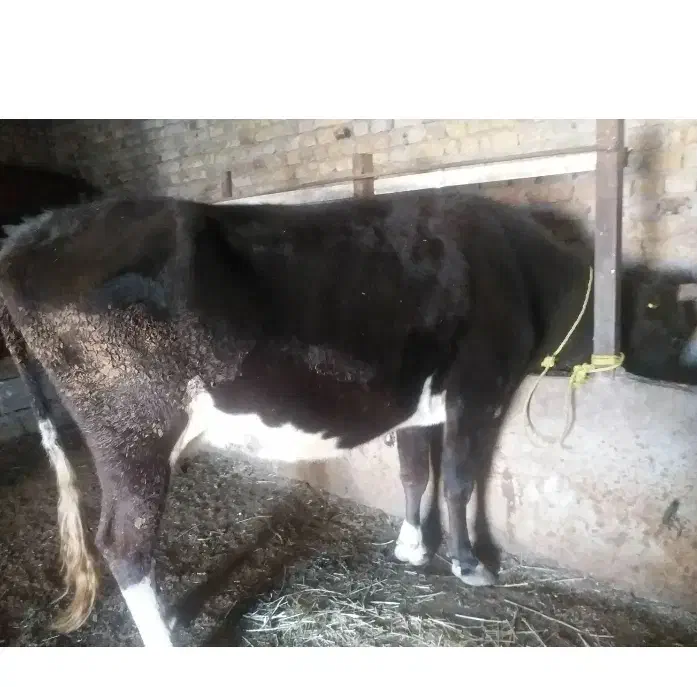 ۴عددگاو|حیوانات مزرعه|ایلخچی, |دیوار