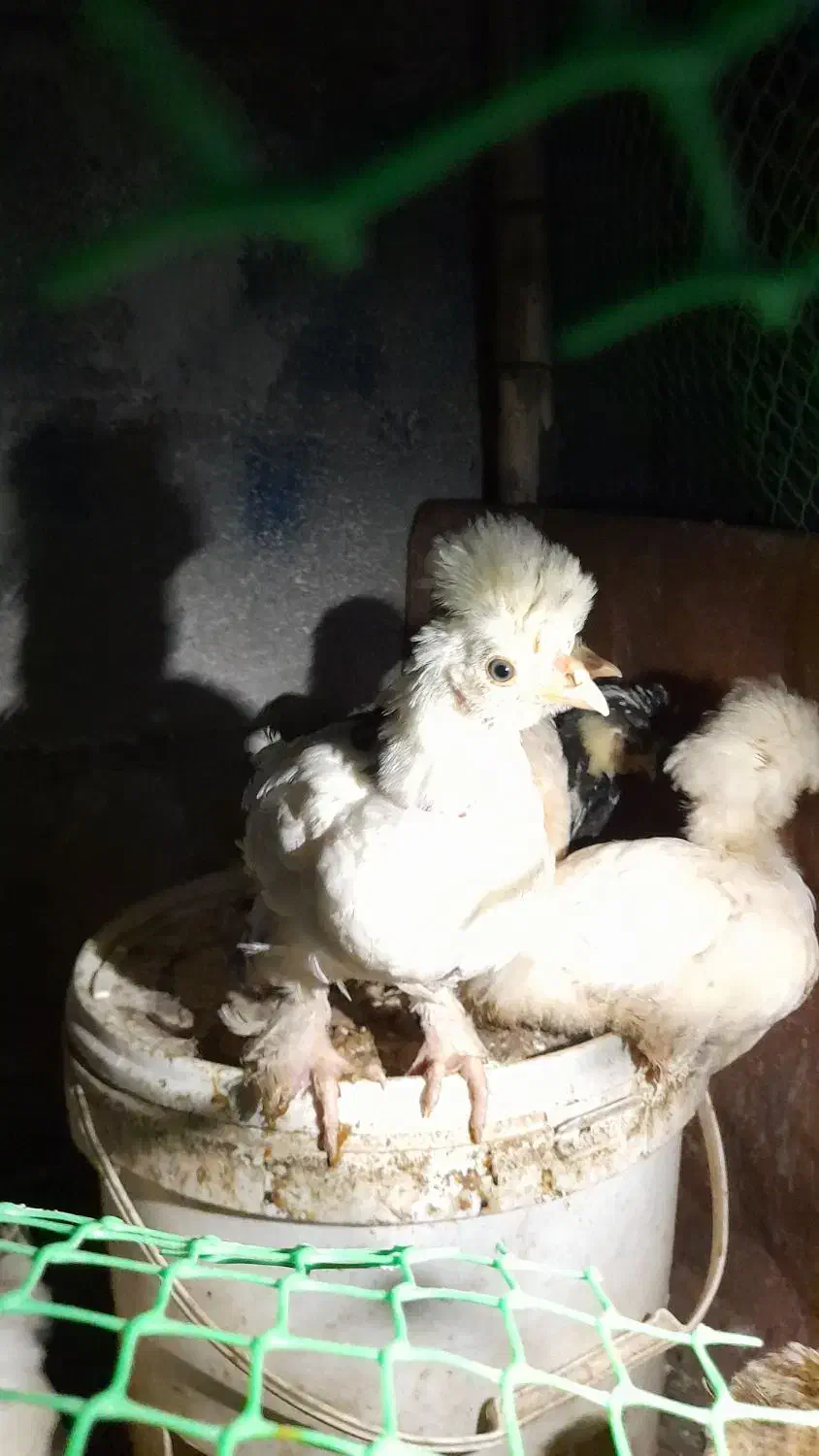 جوجه مرغ|حیوانات مزرعه|کاشمر, |دیوار