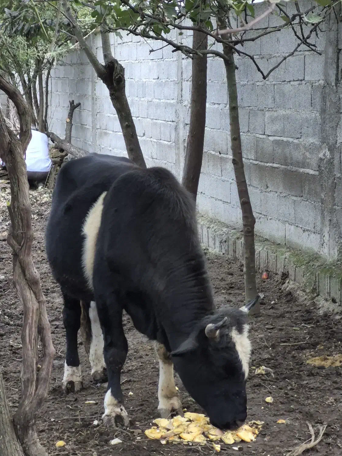 فروش کلچه تالشی|حیوانات مزرعه|تالش, جوکندان|دیوار