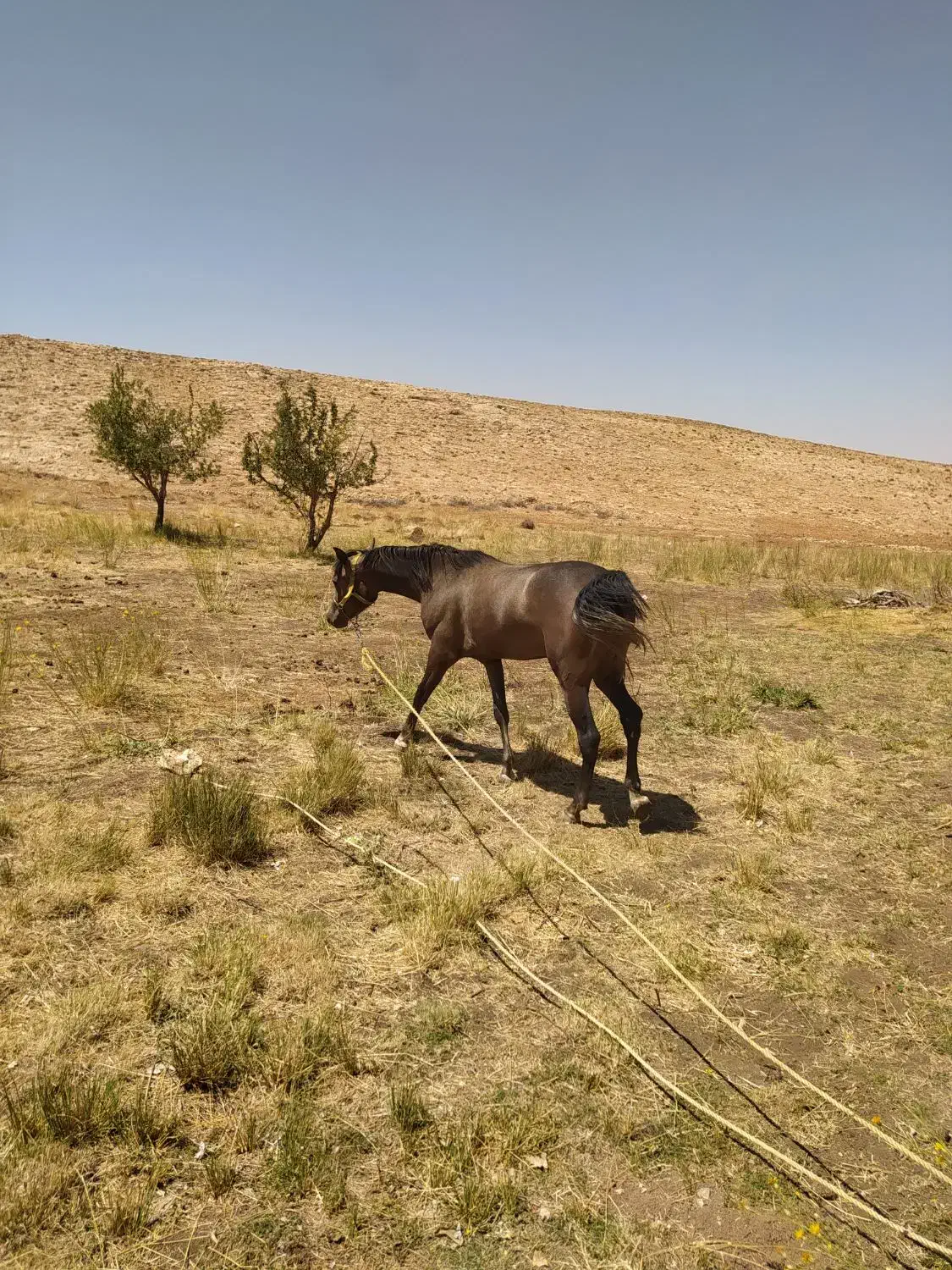 کره مادیان 30ماهه ترک دره شور|اسب و تجهیزات اسبسواری|سمیرم, |دیوار