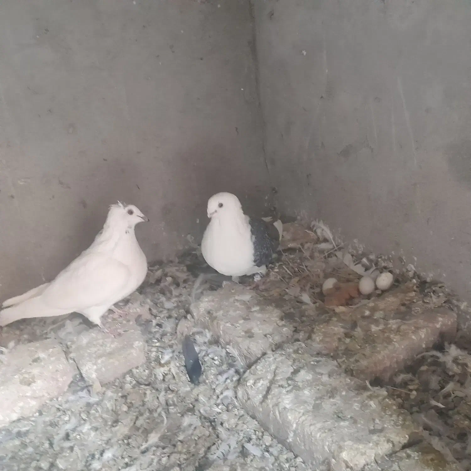 کفتر|پرنده|سیرجان, |دیوار