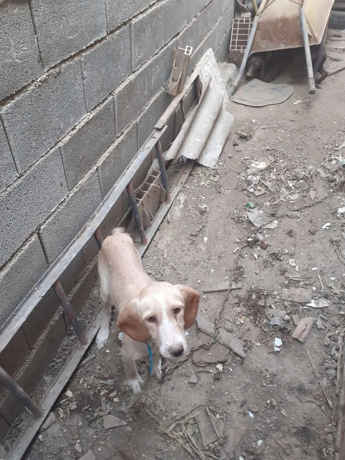 سگ دنبلانی|سگ|صادق آباد, |دیوار