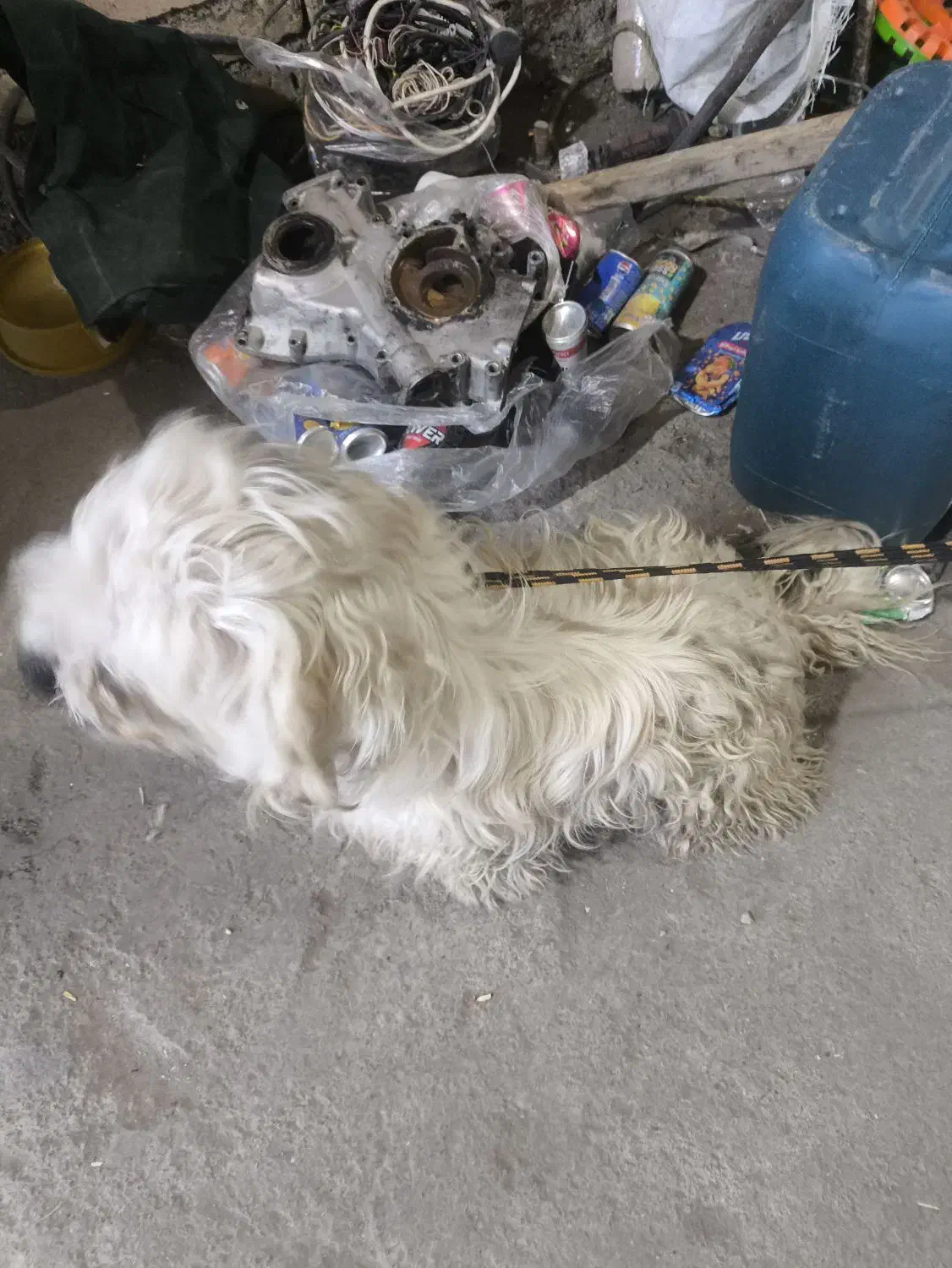 سگ جسی|سگ|ورامین, خیر آباد|دیوار