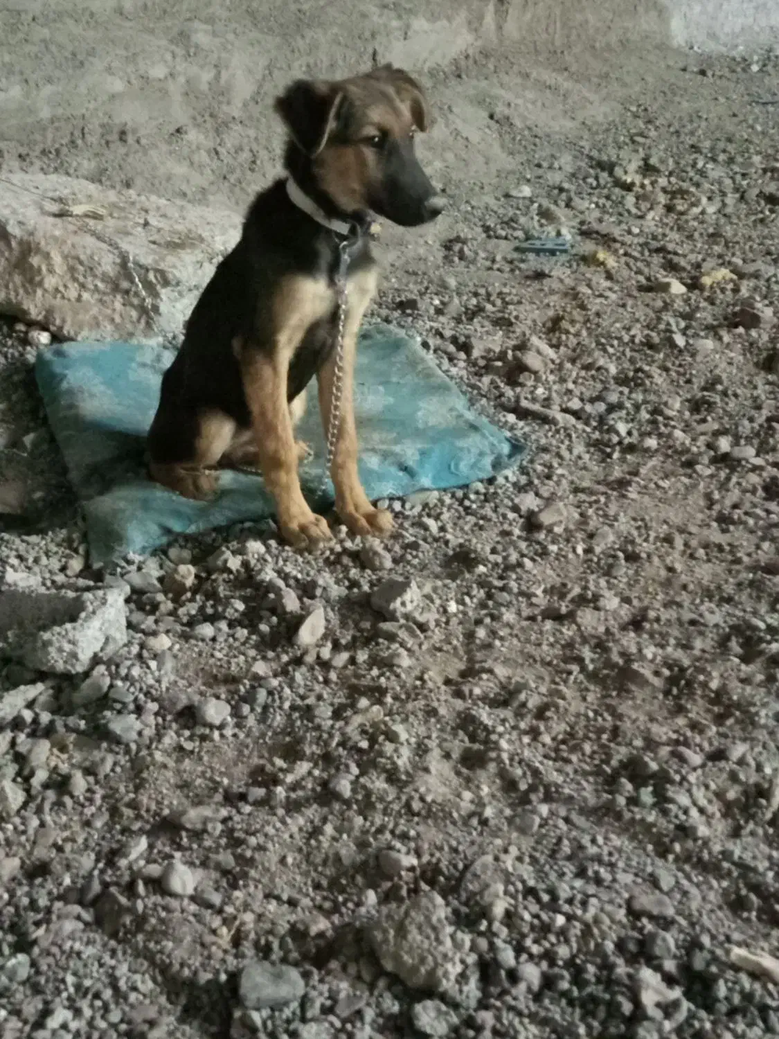 کچ ژرمن|سگ|بم, |دیوار