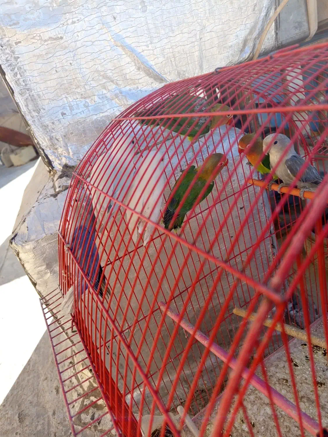 طوطی برزیلی های زیبا|پرنده|سقز, |دیوار