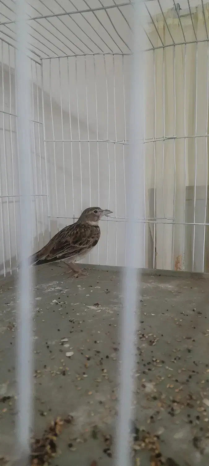 سهره خاکی نر مست بخون|پرنده|پاکدشت, پاکدشت (مامازند)|دیوار