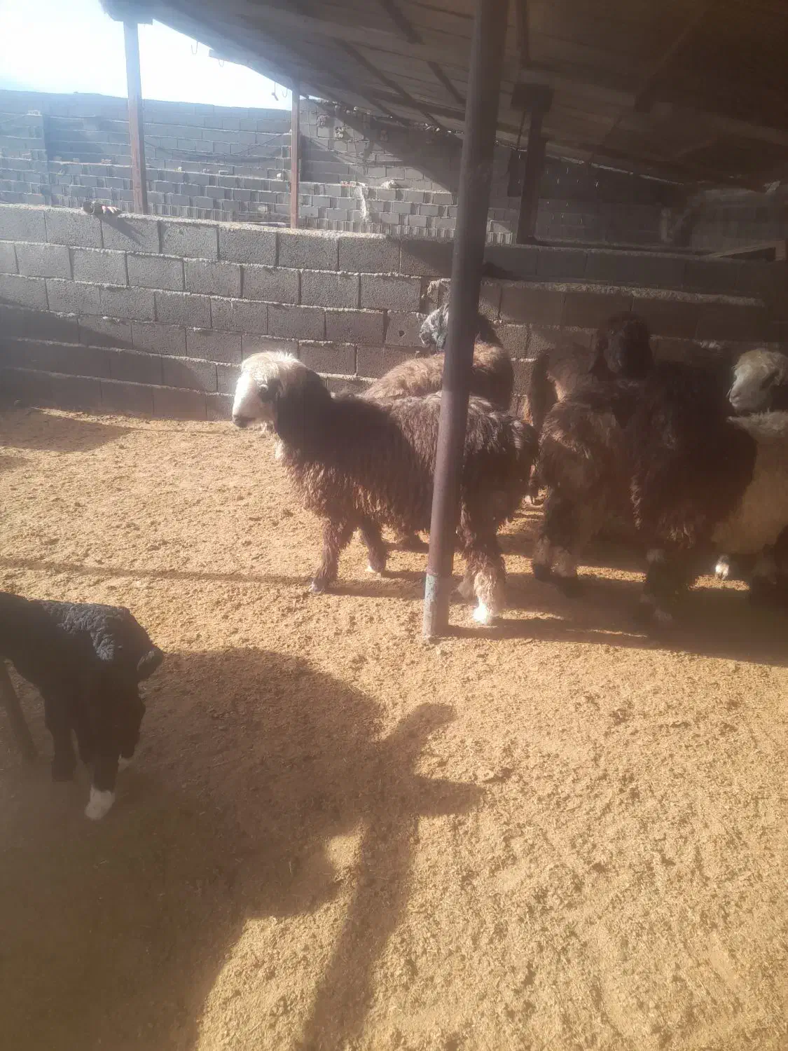 سلام درود|حیوانات مزرعه|مرودشت, زنگی آباد|دیوار