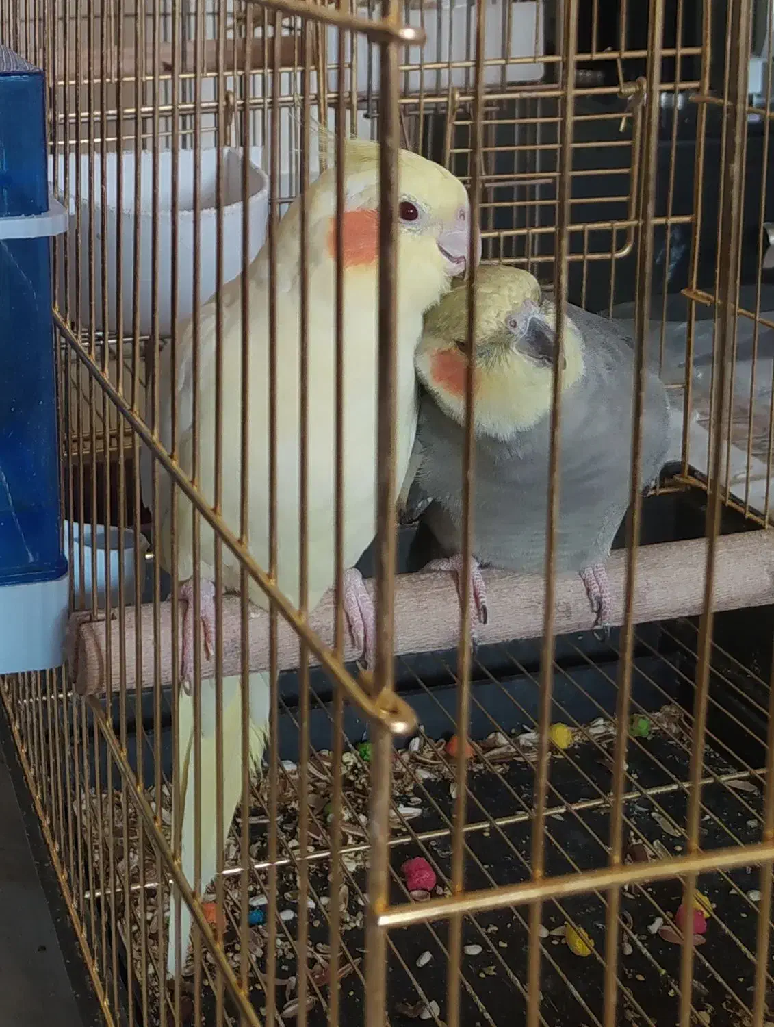 یک جفت عروس هلندی|پرنده|اصفهان, سنبلستان|دیوار