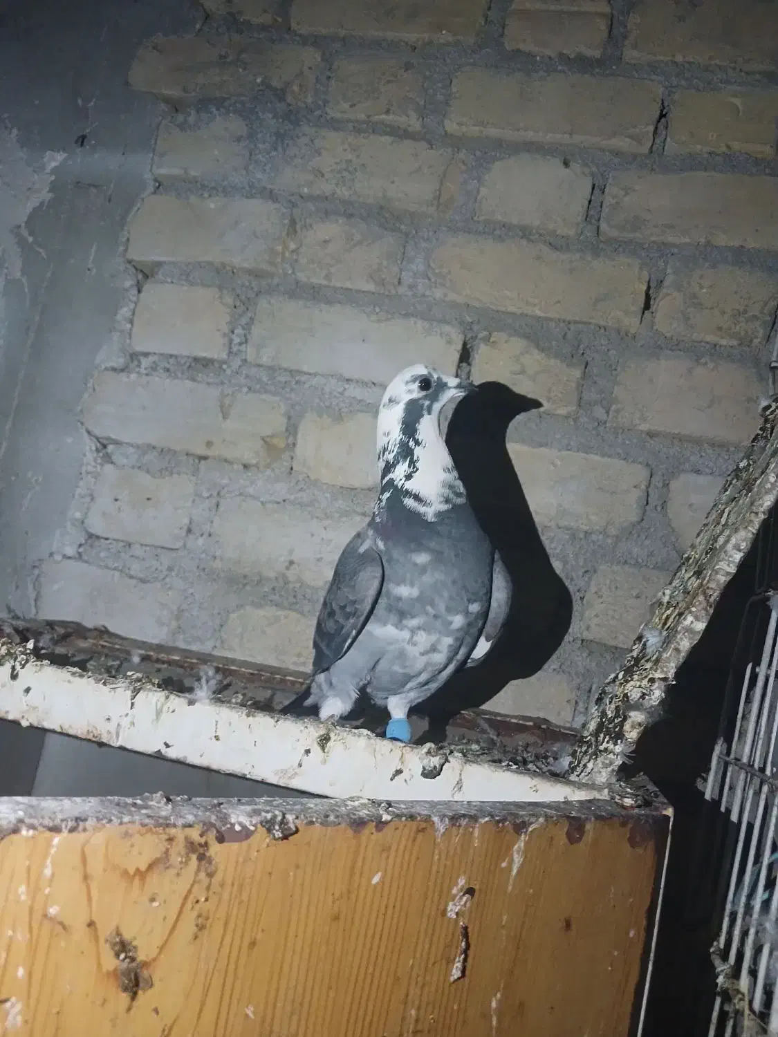 کبوتر|پرنده|فیروزآباد (فارس), |دیوار