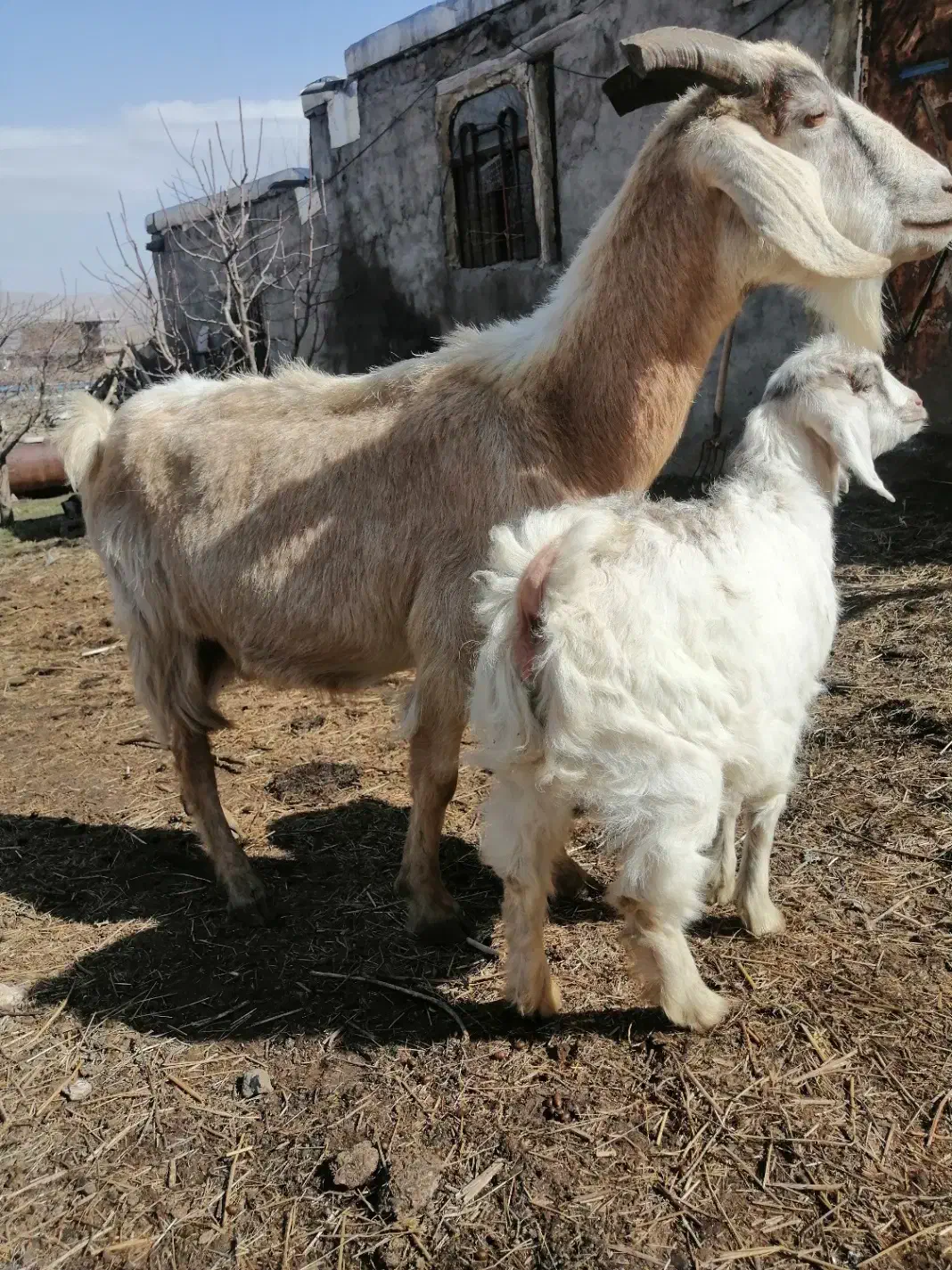 بز جوان|حیوانات مزرعه|سیلوانه, |دیوار