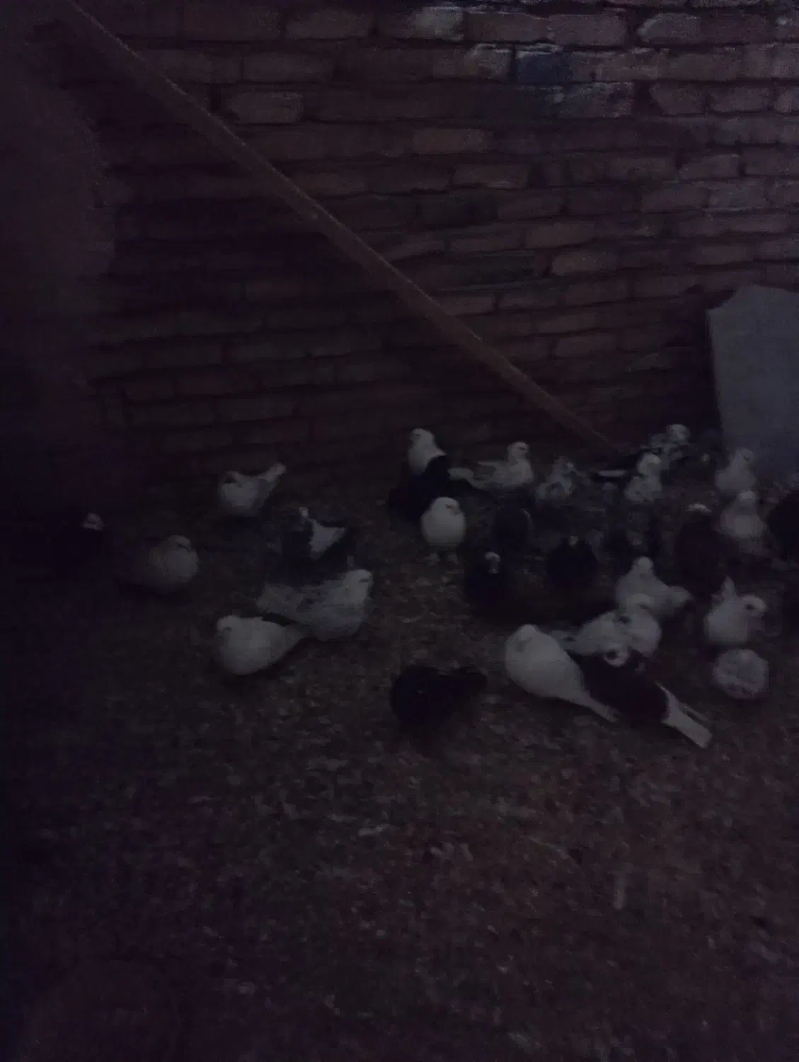 کبوتر پرشی|پرنده|رباط‌کریم, نصیرشهر|دیوار