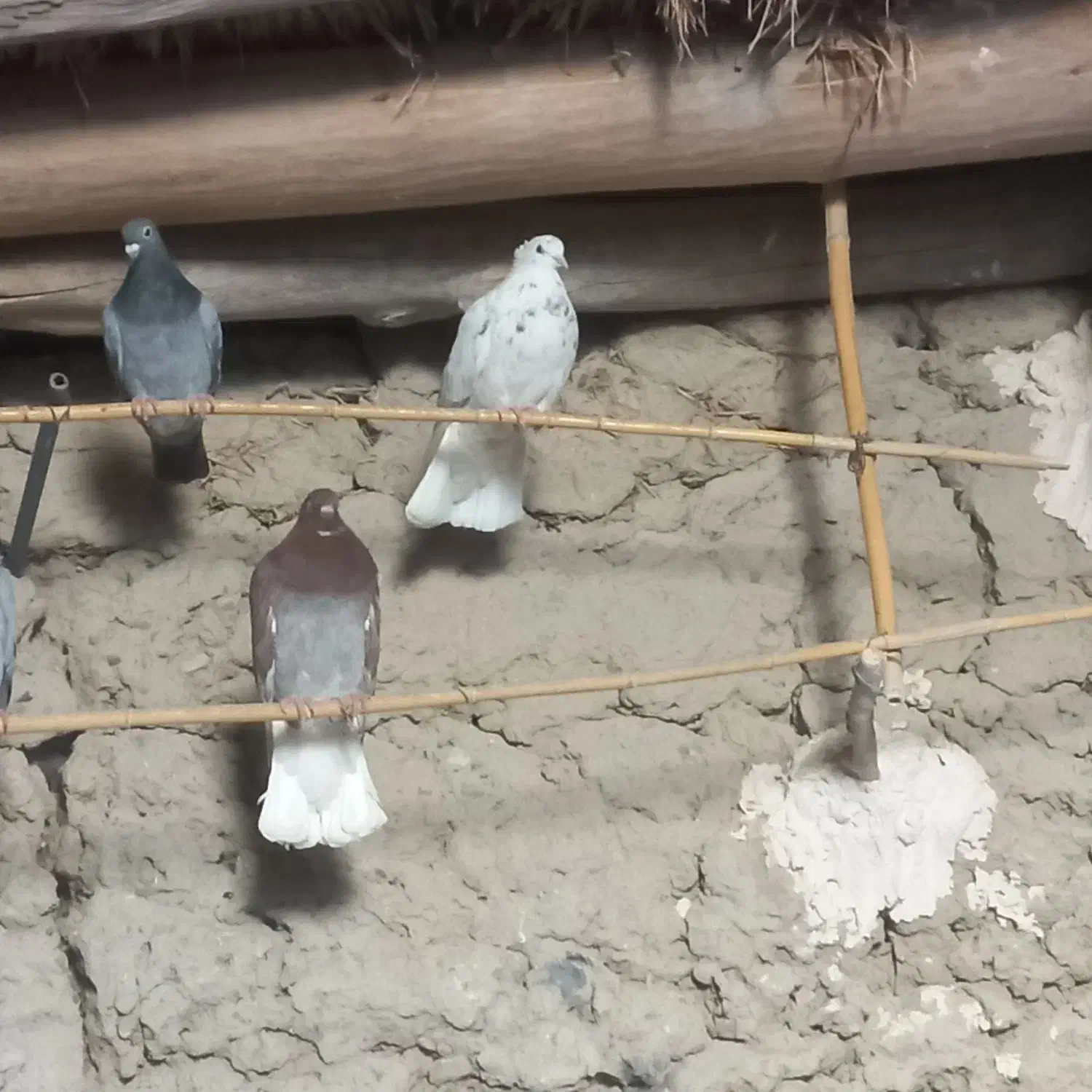 کبوتر رنگی|پرنده|اسفراین, |دیوار